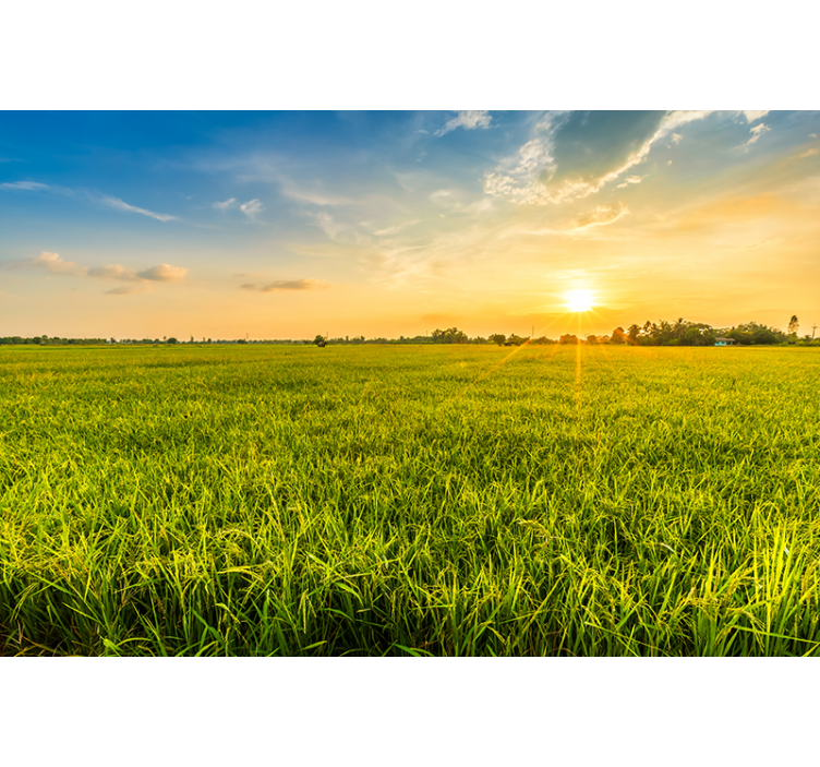 其他景观壁画在绿野上的日落 - TenStickers