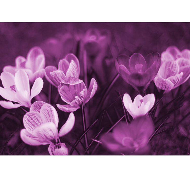 罂粟花风格的墙面壁画，精致花卉绽放 - TenStickers