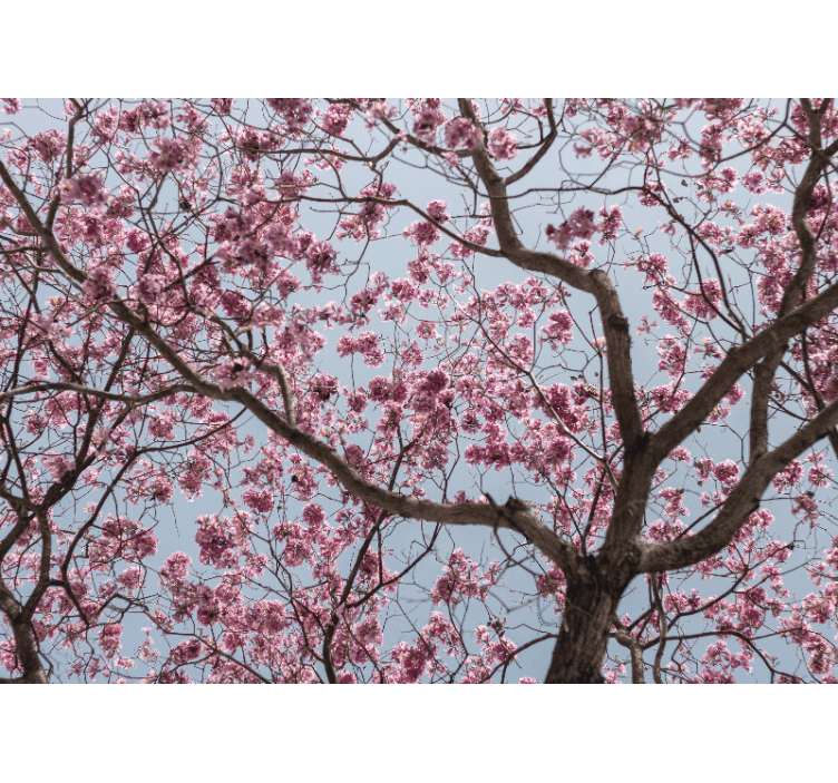 花卉照片墙樱花枝 - TenStickers