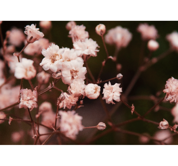 花卉照片墙展现精致绽放的花朵 - TenStickers