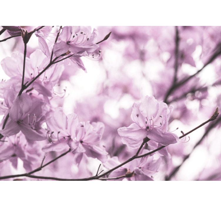 花卉照片墙精致粉色花朵 - TenStickers