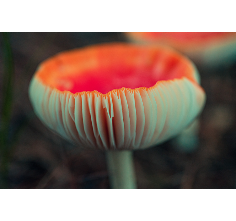 罂粟花风格的墙面壁画优雅罂粟花绽放 - TenStickers