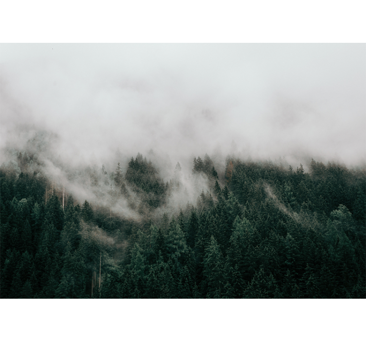 森林照片墙展示雾霭森林风景 - TenStickers