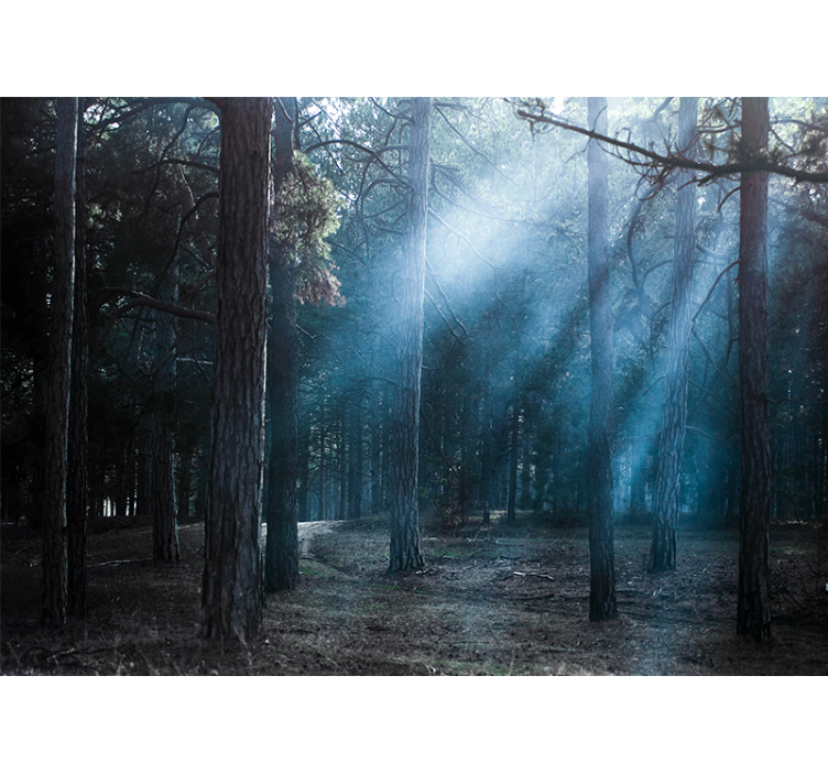 森林照片墙，雾气弥漫的小径 - TenStickers