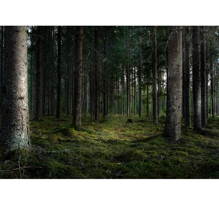 森林照片墙展现宁静的自然风光 - TenStickers