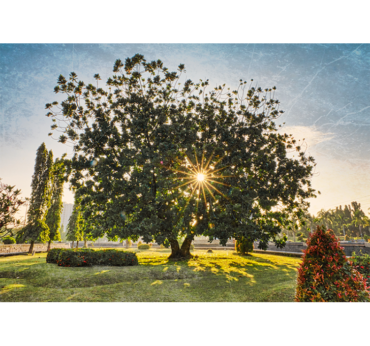 自然照片墙阳光树景观 - TenStickers