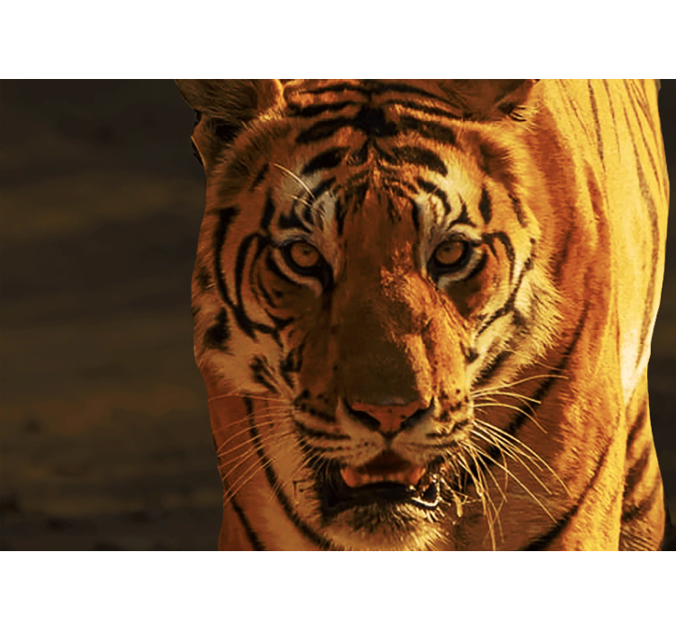 狮子照片墙展现威严虎视 - TenStickers