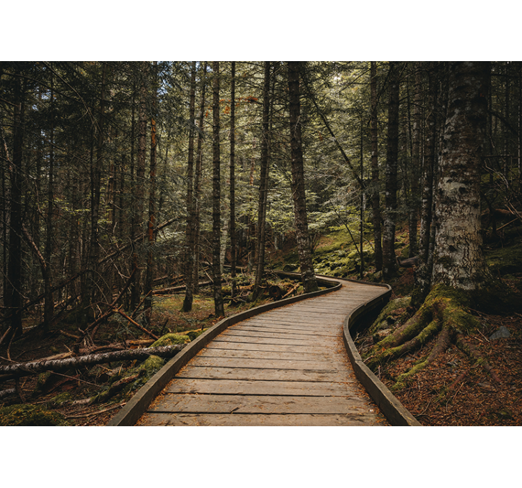 森林照片墙带您走进林间小道场景 - TenStickers