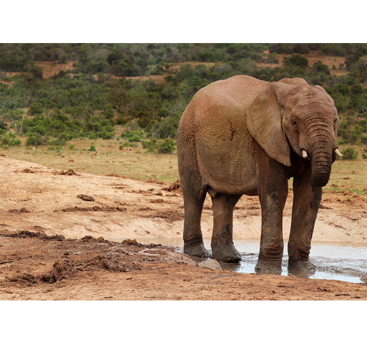动物风格的墙面壁画 大象遭遇 - TenStickers