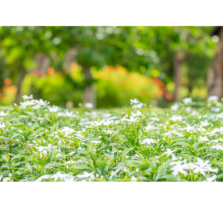 花卉照片墙展现丰盈白色花朵 - TenStickers