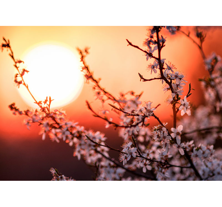 花卉照片墙 日落花展 - TenStickers