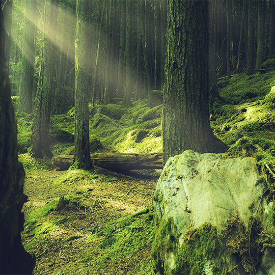 客厅海报展现森林中苔藓覆盖的岩石 - TenStickers