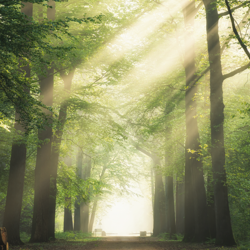 客厅海报阳光下的绿色森林 - TenStickers