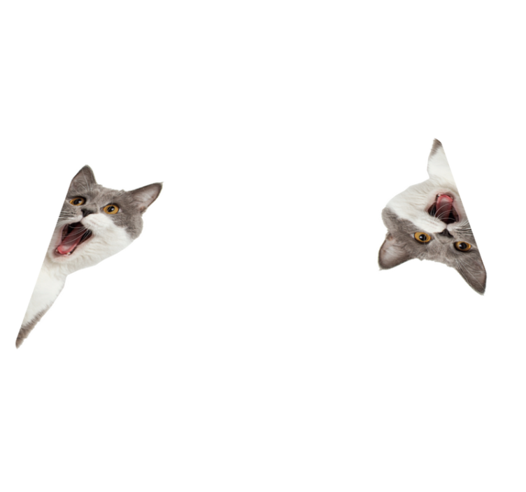乙烯基地毯动物猫咪在白色背景下偷看 - TenStickers