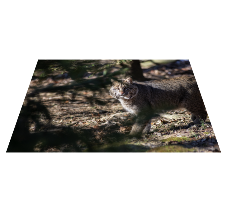 乙烯基地毯动物野生猫咪场景 - TenStickers