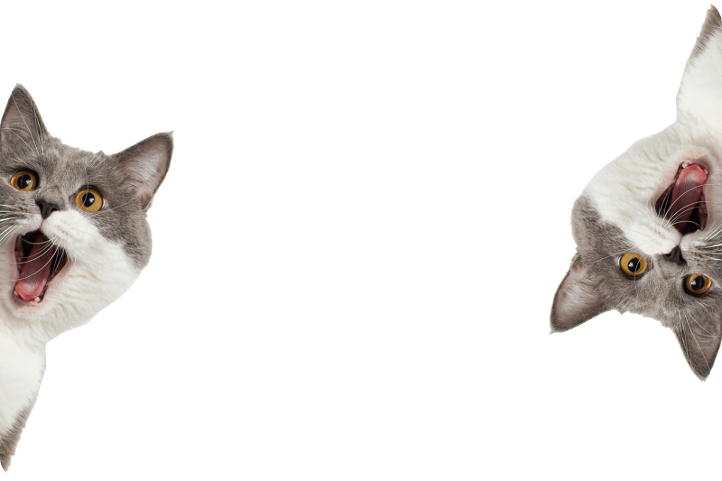 乙烯基地毯动物猫咪在白色背景下偷看 - TenStickers