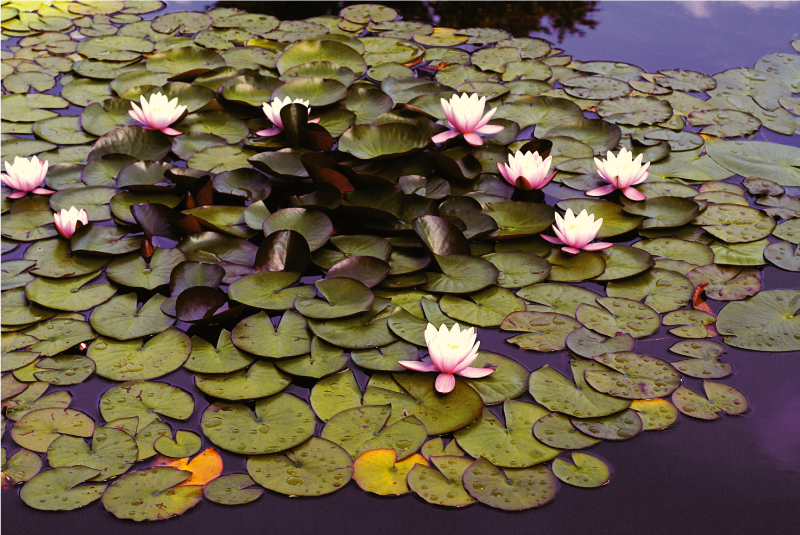 乙烯基花草地毯 荷花池美女 - TenStickers