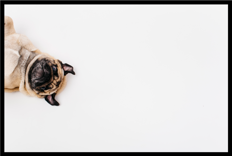 乙烯基地毯动物巴哥犬肖像设计 - TenStickers