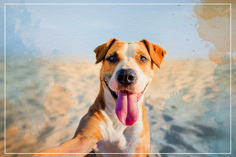 乙烯基地毯动物微笑犬类肖像 - TenStickers