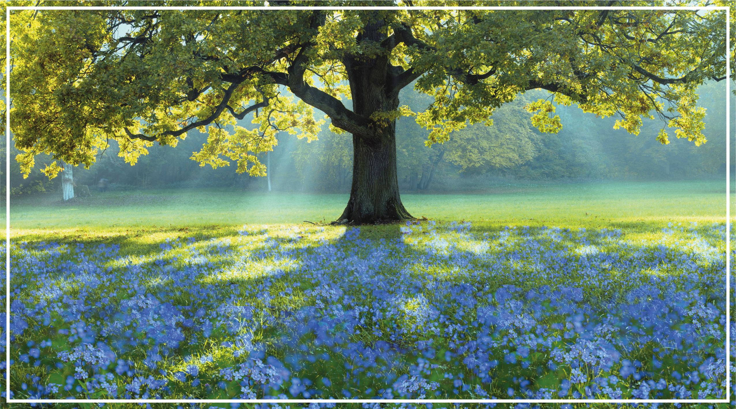 乙烯基地毯特性与盛开的树木场景 - TenStickers