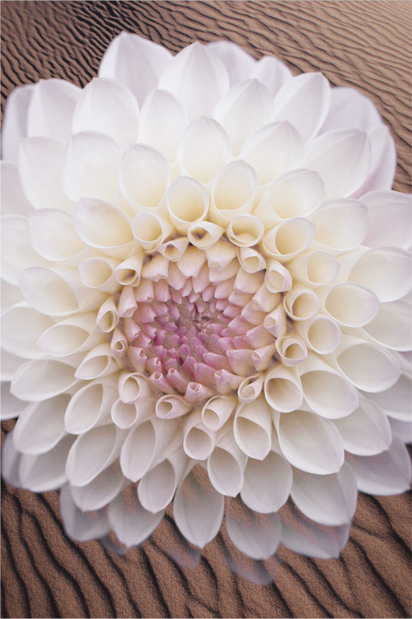 乙烯基花草地毯优雅绽放组合 - TenStickers